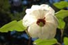 magnolia wilsonii-1